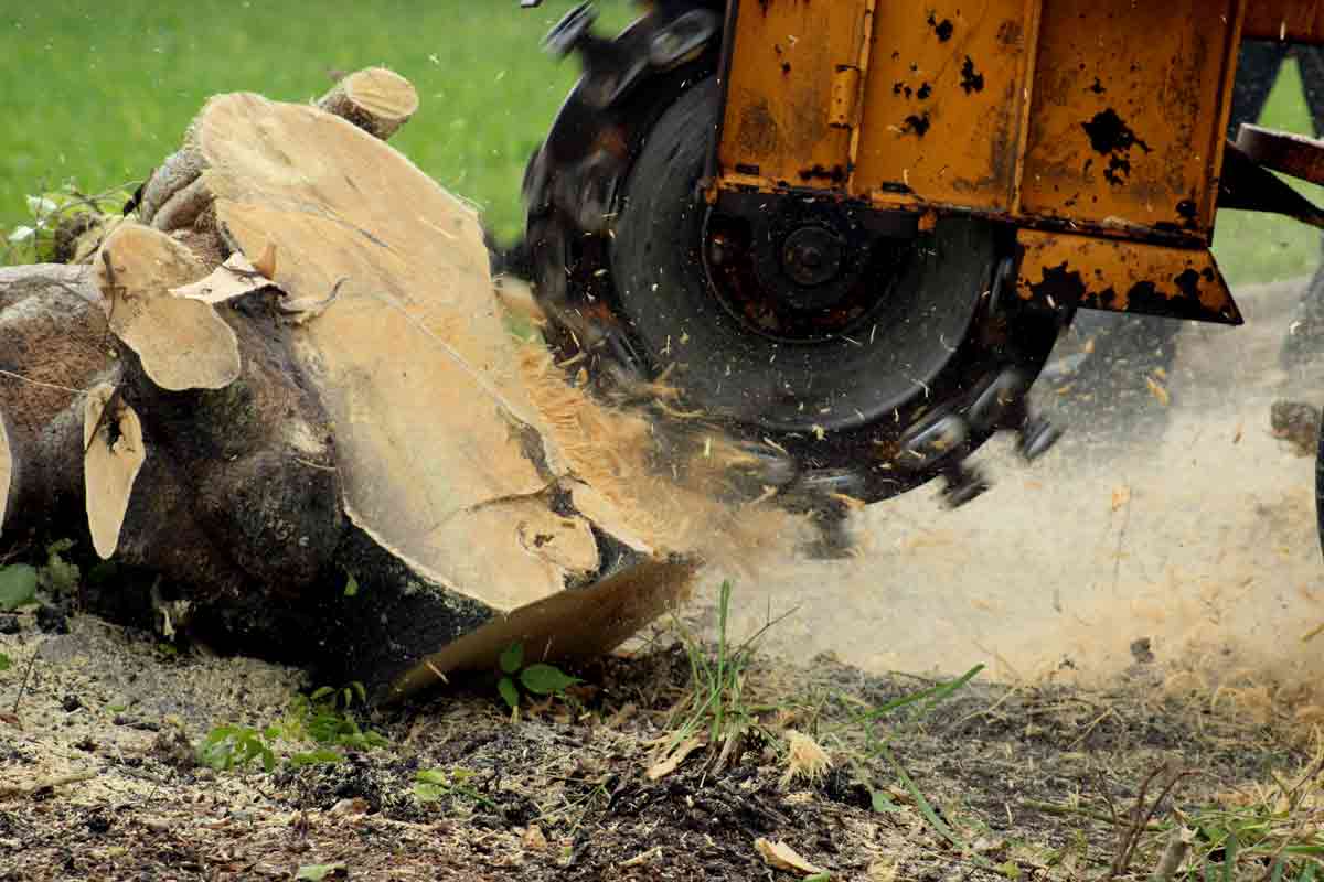 What to Expect from Professional Stump Grinding in Vancouver, WA Image