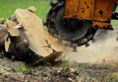 What to Expect from Professional Stump Grinding in Vancouver, WA body thumb image